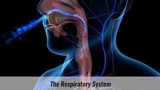 The Human Respiratory System Explained [upl. by Colner]