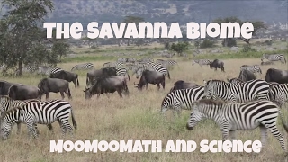 Savanna Grassland Biome Facts [upl. by Assirehs273]