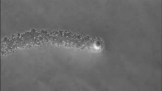 Staphylococcus aureus moves in “comets” [upl. by Aidnac]