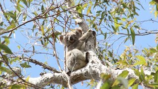 What are the major Australian Biomes [upl. by Katherin]