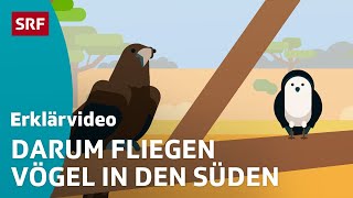 Das machen Zugvögel im Winter – einfach erklärt  Kindervideos  SRF Kids [upl. by Clabo145]