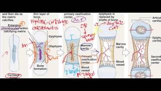 Endochondral Ossification [upl. by Alayne]