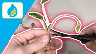 TRIMMING CRYPTOCORYNE HOW TOO  QUICK TIP 006 [upl. by Olshausen]