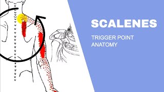 Scalenes Trigger Points [upl. by Ailegna]