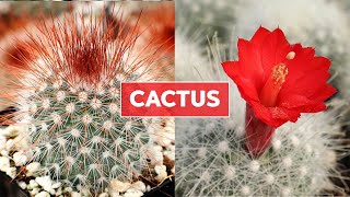 Cactus 101  Care Tips amp Unique Traits [upl. by Cacilie]