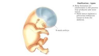 Bone formation  Ossification [upl. by Yenohtna]