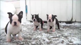 Boston Terrier puppies 8 weeks [upl. by Nohs]