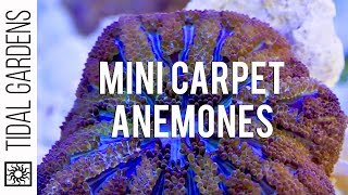 Mini Maxi Carpet Anemone Propagation [upl. by Taylor]