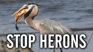 10 Ways to Keep Herons Away From Your Pond [upl. by Kaela563]