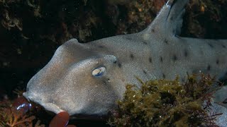 Facts The Horn Shark [upl. by Eidahs]