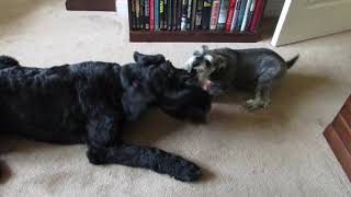 Giant Schnauzer Puppy Playing with Miniature Schnauzer 2 [upl. by Atila]