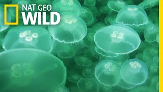 Jellyfish A Success Story  Nat Geo Wild [upl. by Aryhs]