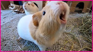 Happy guinea pigs wheeking and squeaking [upl. by Alviani]