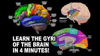 GYRI OF THE BRAIN  LEARN IN 4 MINUTES [upl. by Mckee646]