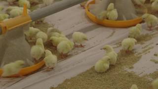 Broiler Brooding Best Management Practices [upl. by Malanie]