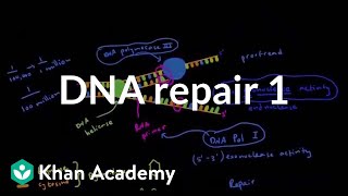 DNA repair 1  Biomolecules  MCAT  Khan Academy [upl. by Anitnatsnoc294]