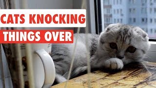 Cats Knocking Things Over  Funny Cat Compilation [upl. by Aloke518]