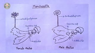 How To Draw Marchantia of Bryophyta in simple way  Common liverwort Drawing [upl. by Haywood646]