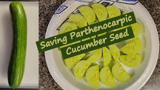 Saving Parthenocarpic Cucumber Seed [upl. by Netloc138]