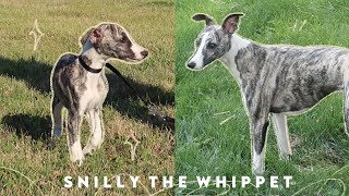 Meet Snilly Whippet Puppy to 1 Year Old [upl. by Jenda]