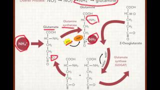 Plant Nitrogen Uptake and Assimilation [upl. by Aipotu]