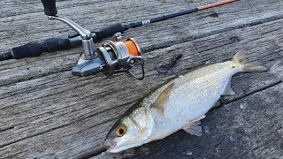 How to Catch MULLET with Soft Plastics [upl. by Eidson]