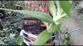 Mounting Orchid on the wood  Aerides odorata var Alba  How to mount orchid [upl. by Anamor]