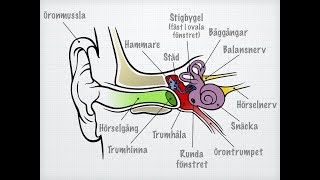 Hörsel och balans [upl. by Kostman819]