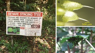 Australias Gympie Gympie Tree Has the Most Painful Stingers In The World [upl. by Enileda]