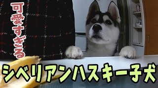 【ハスキー】シベリアンハスキーの子犬が可愛すぎる【チビはっちゃん】 [upl. by Eeslehc]