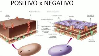 Aula 03 Microbiologia  Bactérias 2 [upl. by Revell]