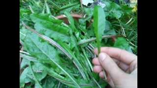 Dandelion greens how and when to pick them [upl. by Brenden]