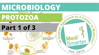 Protozoa  Microbiology  USMLE STEP 1  Part 1 of 3 [upl. by Annoyek]