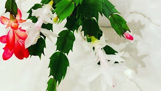 HolidayChristmas Cactus Propagation Planting and Easy Care Tips 🪴 [upl. by Nnaacissej]