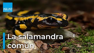 La SALAMANDRA COMÚN vistosa pero VENENOSA  ANFIBIO [upl. by Eidna181]