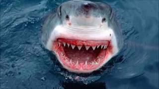 TOP 5 DES REQUINS LES PLUS DANGEREUX [upl. by Anuait202]