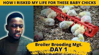 Risked My Life for Chicks  Broiler Chicken Brooding Management Series Day 1 [upl. by Hamas]