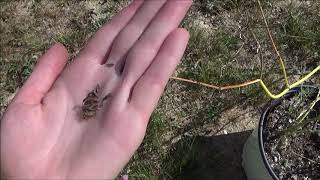 How To Harvest Fennel Seeds How To Collect Fennel Seeds [upl. by Earle486]