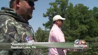 Reelfoot Gills [upl. by Carpet]