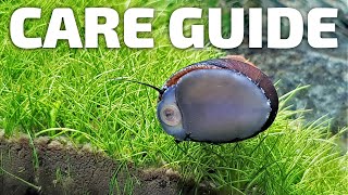 Care Guide for Nerite Snails  Aquarium CoOp aquariumcoop [upl. by Hulton]