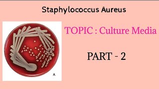 Staphylococcus aureus  Culture media  Part 2  Microbiology bdslectures [upl. by Noicpesnoc]