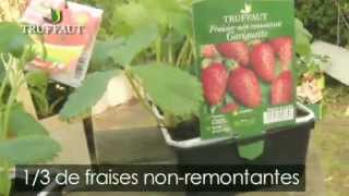 Comment planter un fraisier   Truffaut [upl. by Quincey]