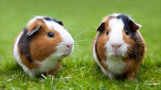 ALL of the Guinea Pig Breeds [upl. by Adnamas33]