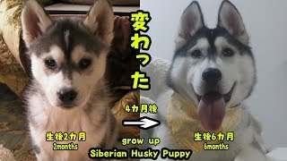 ハスキー犬が4カ月でここまで変わった 成長記録 Husky Puppy [upl. by Ahsit]