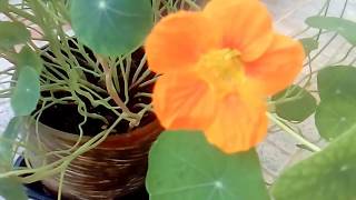 Καπουτσινος  Tropaeolum  Nasturtium [upl. by Merrie]