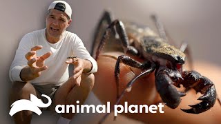 3 Animales exóticos del mundo  Wild Frank  Animal Planet [upl. by Irwin791]