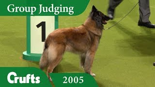 Belgian Shepherd Tervueren wins Pastoral Group Judging at Crufts 2005 [upl. by Arhas]