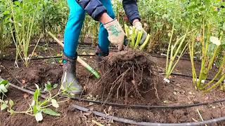 Dahlia Tuber Removal  The Flowering Farmhouse [upl. by Nnyleuqcaj862]