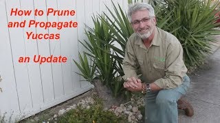 Yucca Pruning and Propagation Update [upl. by Moynahan]