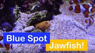 🐟 How to care for a Blue Spotted Jawfish Species Spotlight [upl. by Riatsala137]